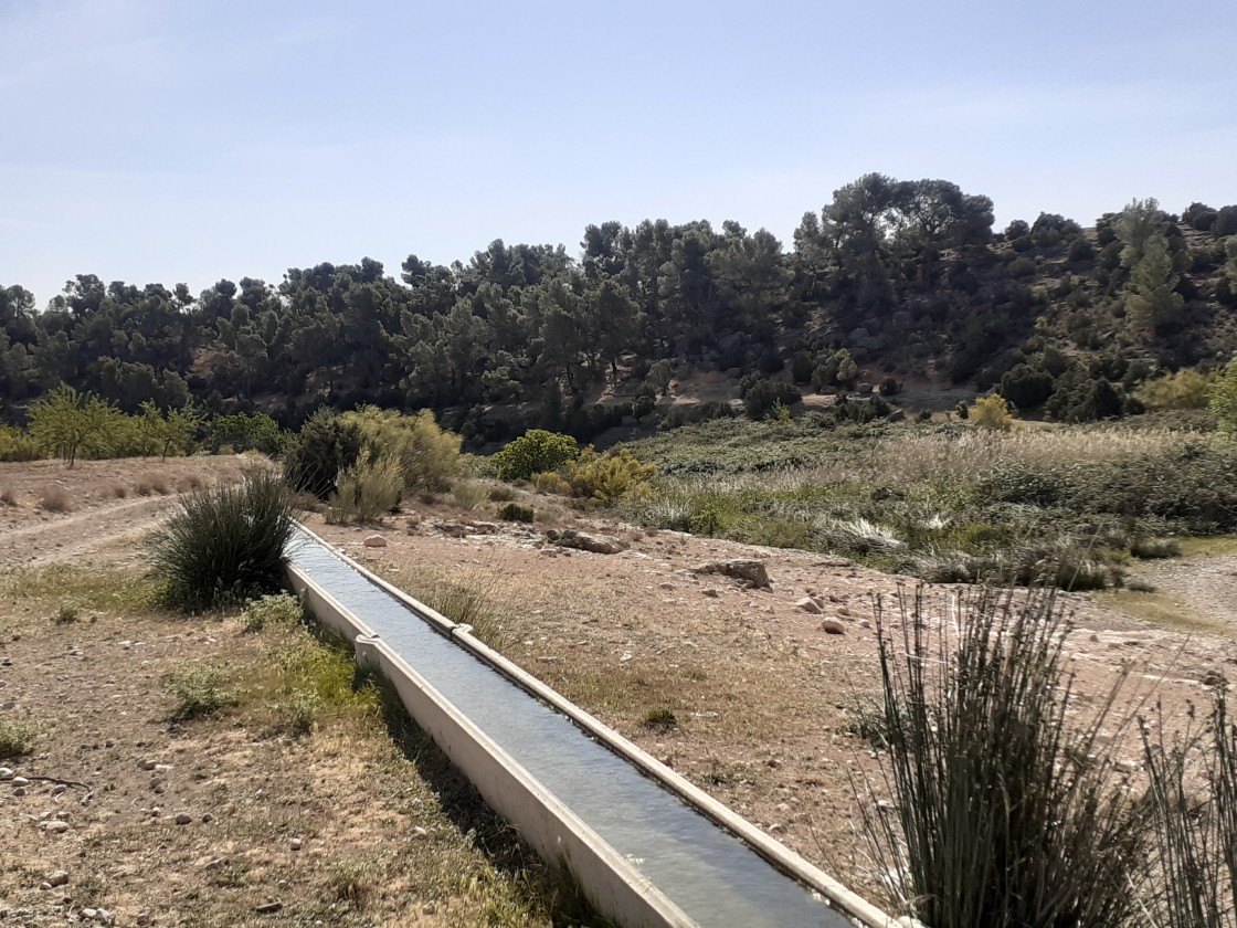 Alcañiz ordenará y contabilizará las especies del monte de La Mangranera