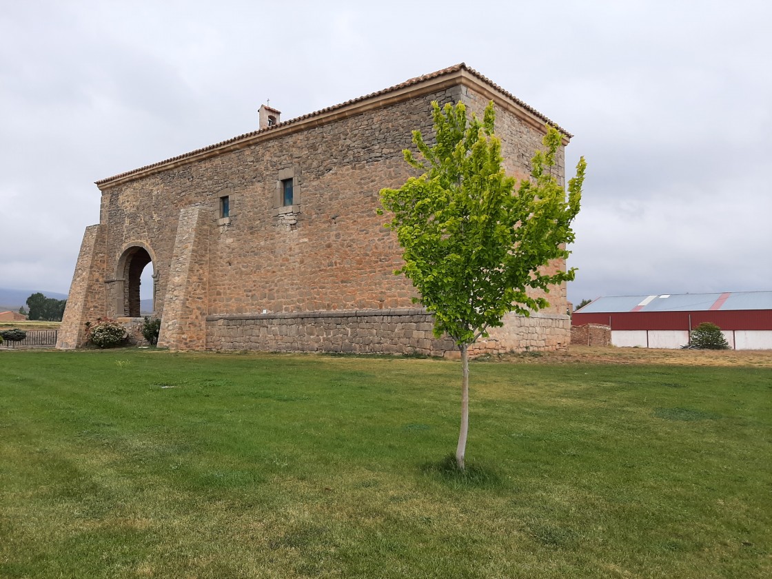 Los olmos comunes libres de grafiosis vuelven a las plazas y paseos de los pueblos turolenses
