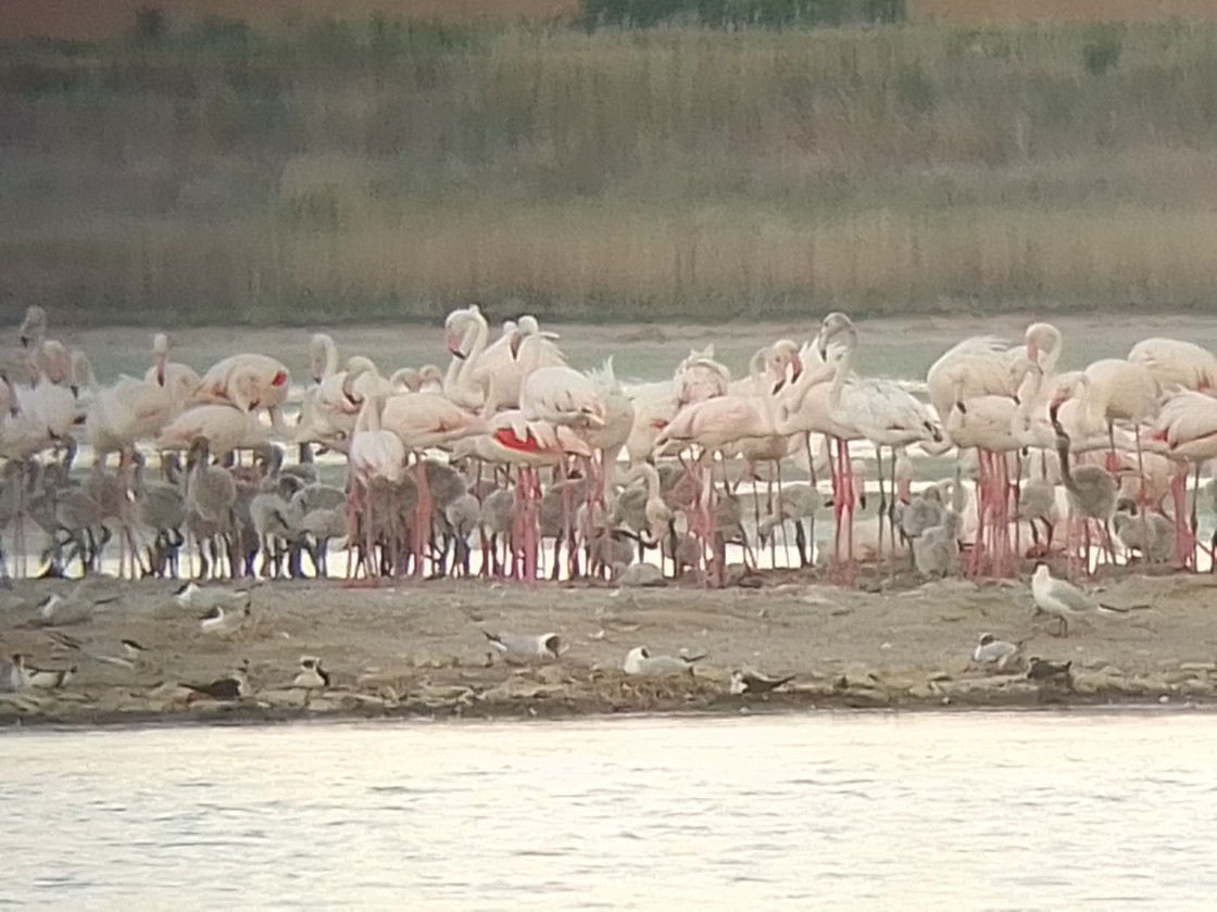 Los flamencos se reproducen por segundo año consecutivo en el entorno de la Laguna de Gallocanta