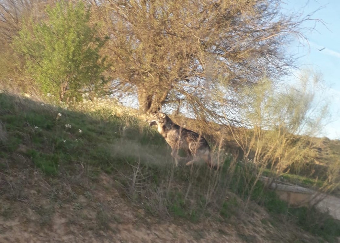 El sindicato UAGA reclama al Gobierno de Aragón mejoras para investigar los ataques de lobos al ganado