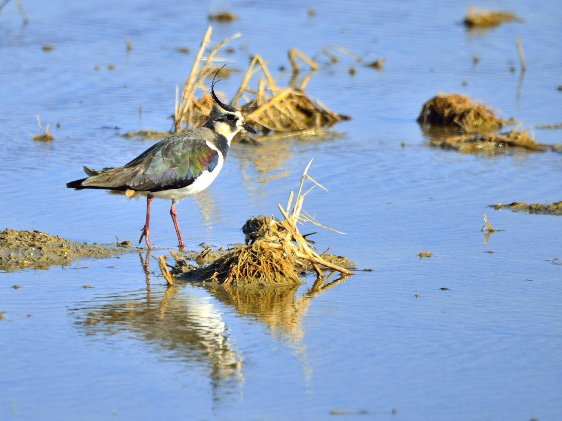 La revista Turolenses dedica su dossier central a la situación de las aves de la provincia