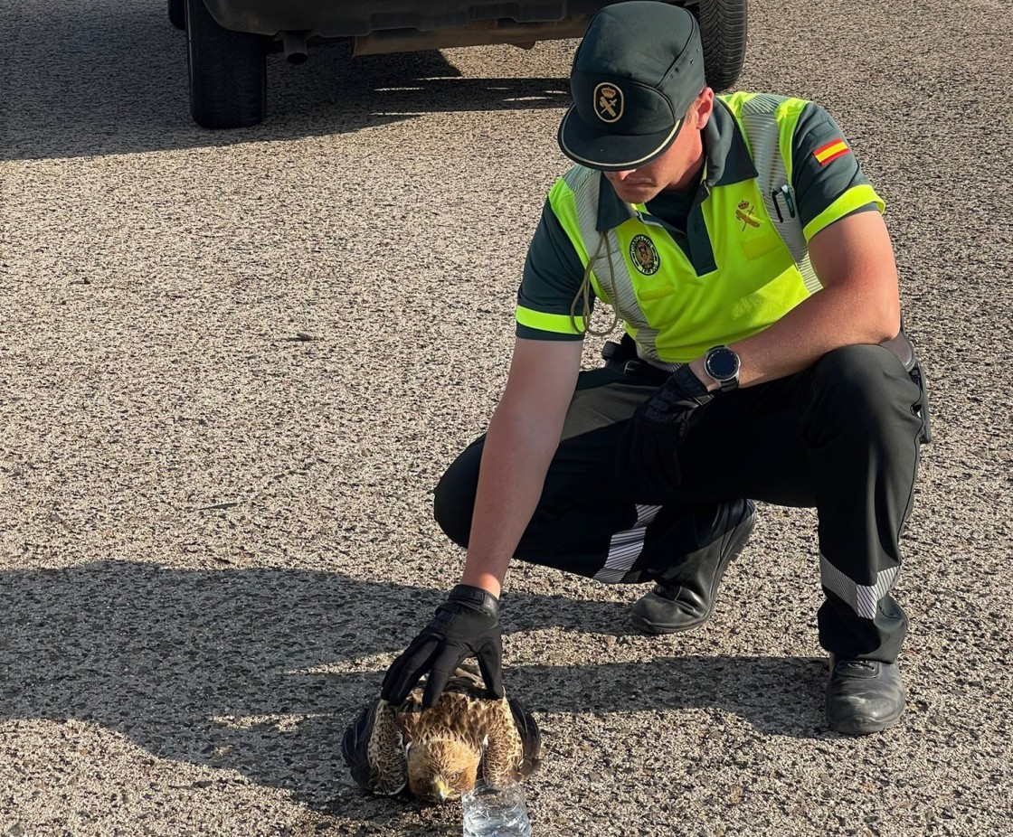 La Guardia Civil de Teruel rescata un ejemplar de águila calzada que estaba malherida en la A-23