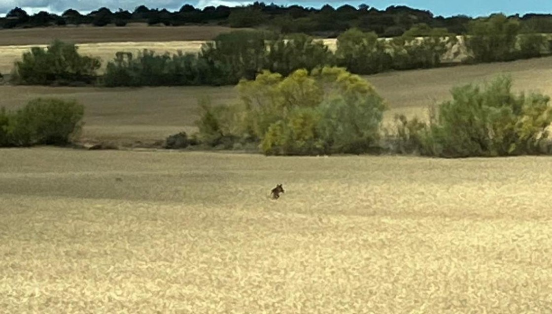 El decreto de ayudas por los ataques del lobo saldrá en verano, pero aún no tiene fecha