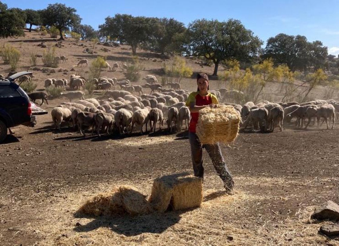 Un protocolo antiviruela permitirá regresar a Teruel a las ovejas que están en La Mancha