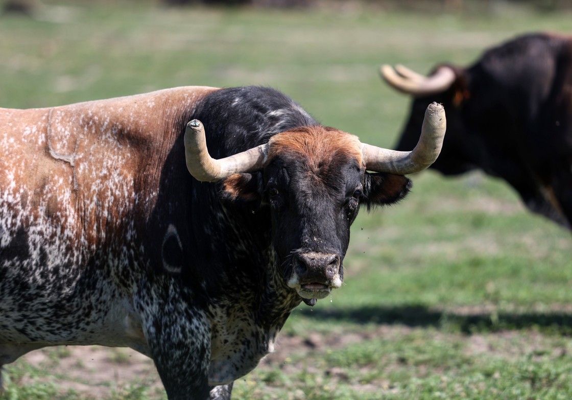 Peñajara de Casta Jijona: el encaste único que tiñe de color la dehesa brava y de bravura las plazas de toros
