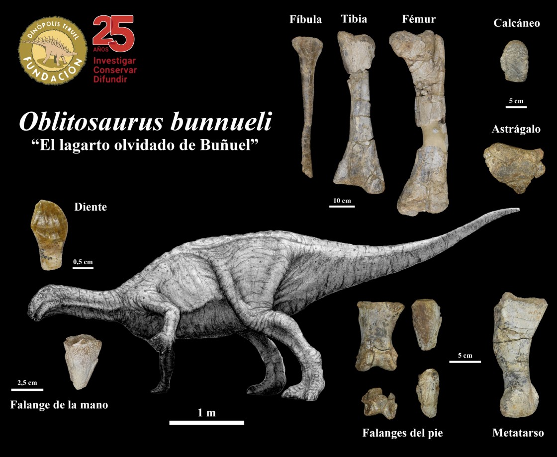 Investigadores de la Fundación Dinópolis descubren el mayor dinosaurio ornitópodo del Jurásico de Europa