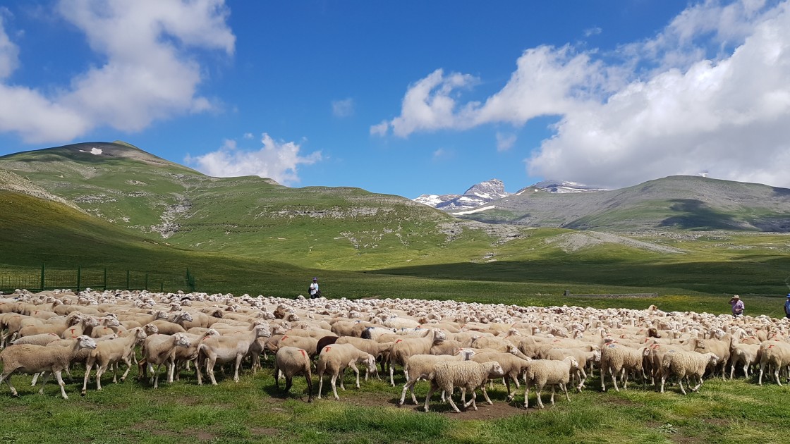 Aragón aumenta las ayudas a la ganadería extensiva para garantizar su supervivencia