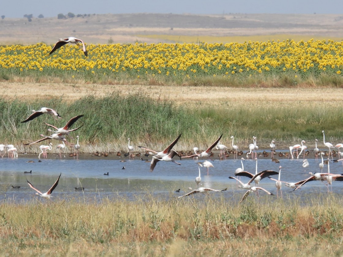 La laguna de Gallocanta afronta un nuevo periodo de sequía con una lámina de agua de 27 centímetros