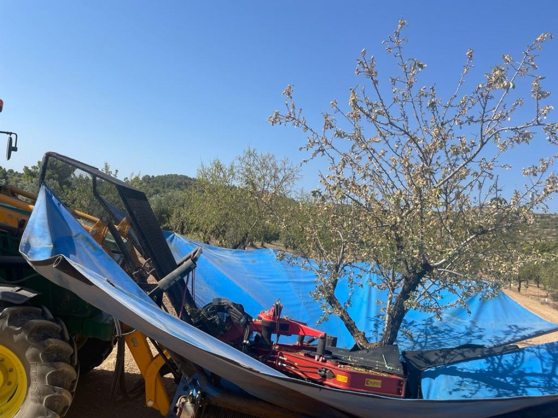 Las heladas y la sequía se ceban con los almendros, que merman su producción un 70%