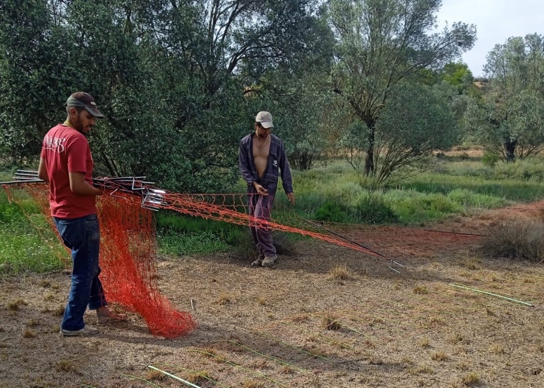 Bruselas abre la puerta a rebajar el nivel de protección del lobo para alivio de los ganaderos españoles