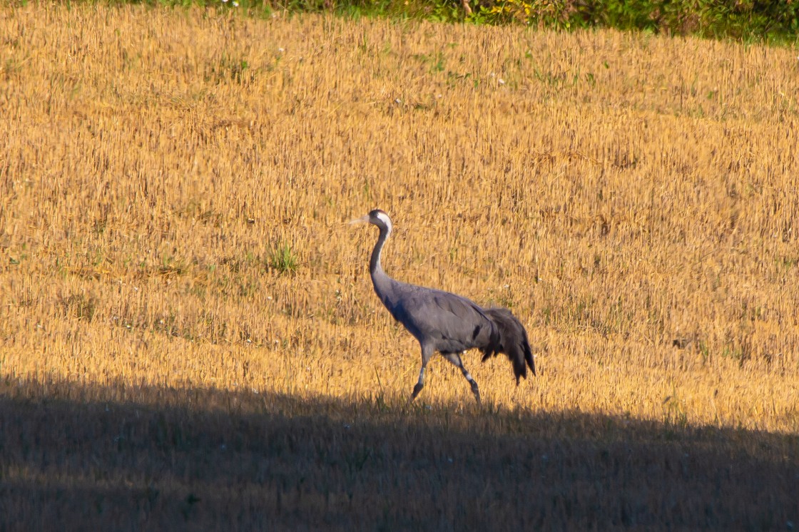 En Finlandia con la grulla Josefina: tres turolenses recorren 3.600 kilómetros para encontrarse con la icónica ave, la primera anillada que se avistó en Gallocanta en 1999