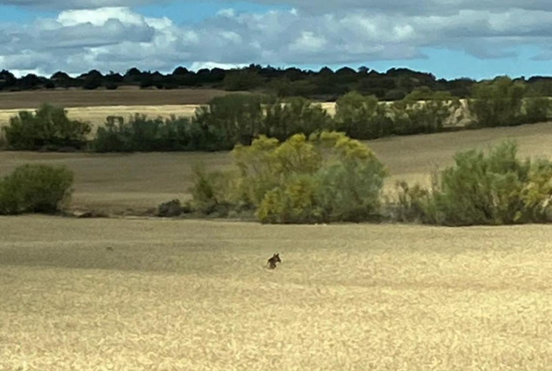 Atribuyen a perros un ataque a dos ovejas que tuvo lugar en la A-226 entre Calanda y  Mas de las Matas