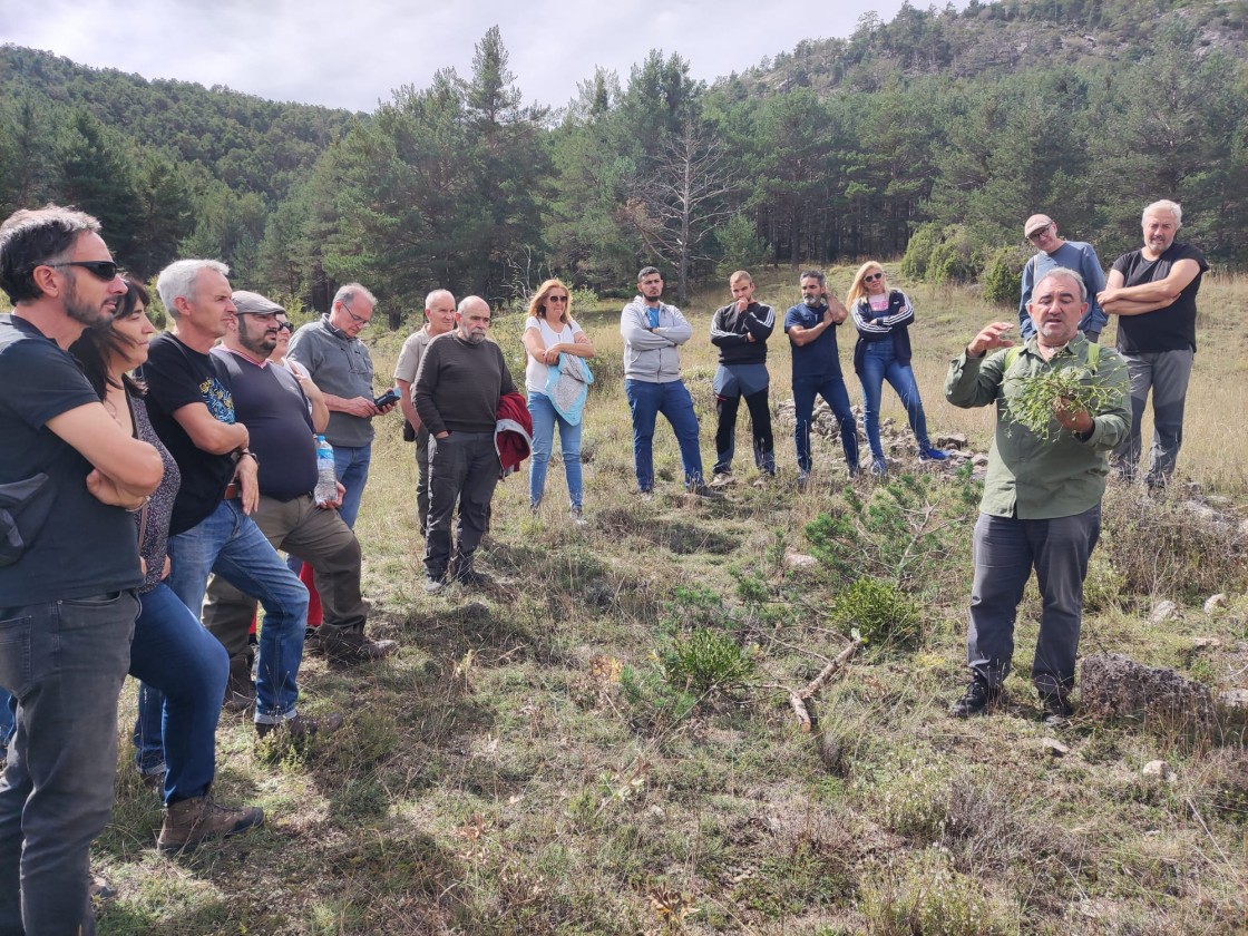 El muérdago y la sequía se han convertido en la principal amenaza para los pinares de Gúdar-Javalambre y Albarracín