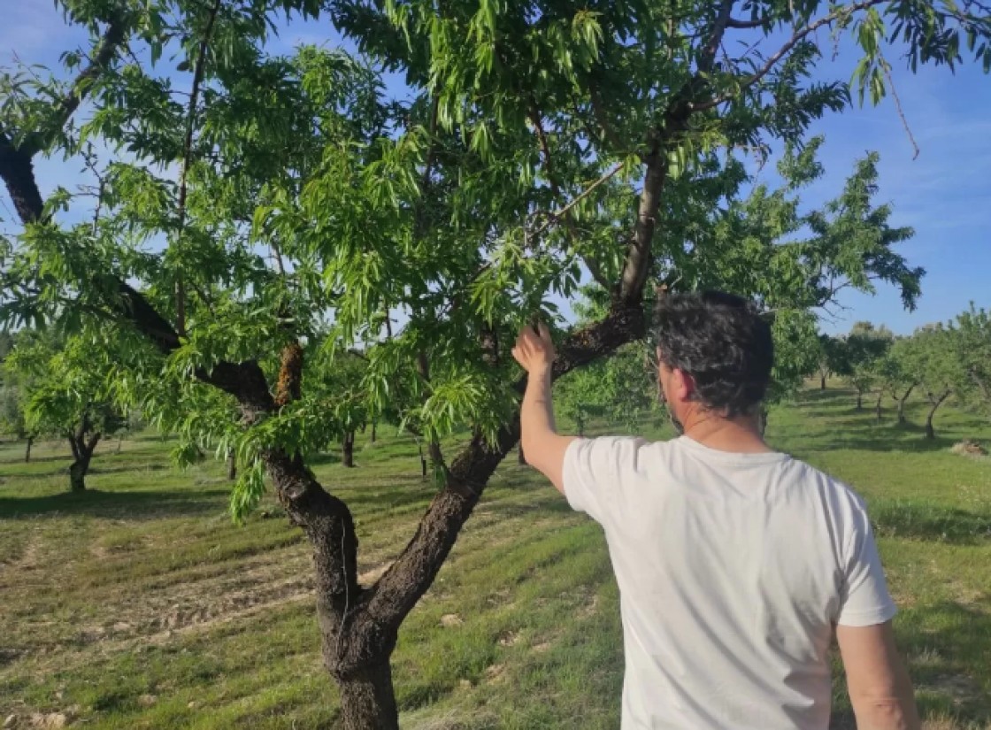 UPA denuncia un “plan orquestado” para “acabar con el almendro familiar en España”