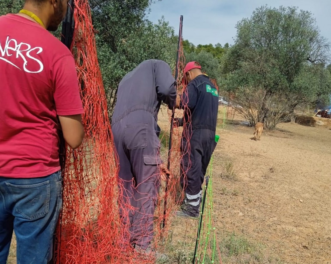 Las ayudas públicas por la presencia del lobo llegan a 41 ganaderos del Bajo Aragón