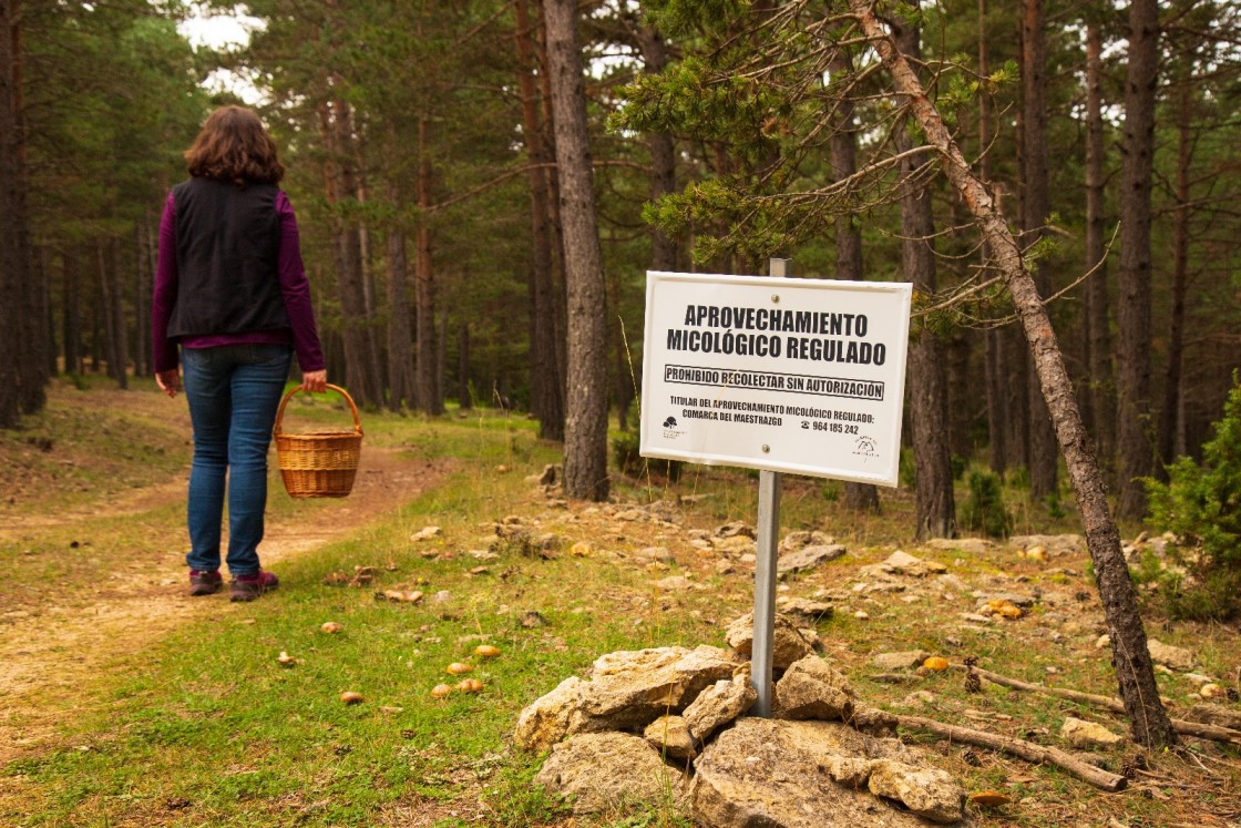 La Comarca del Maestrazgo recuerda que ya están a la venta los pases para el coto micológico