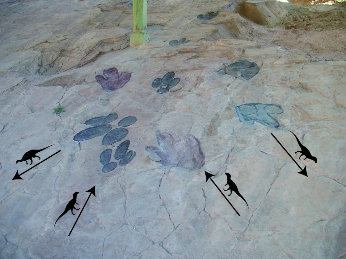 Un nuevo estudio hecho en Galve revela cómo el ambiente influyó en el caminar de los dinosaurios hace unos 140 millones de años