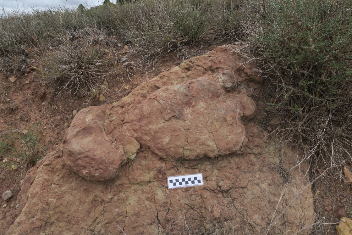 La Fundación Dinópolis participa en las Jornadas de la Sociedad Española de Paleontología