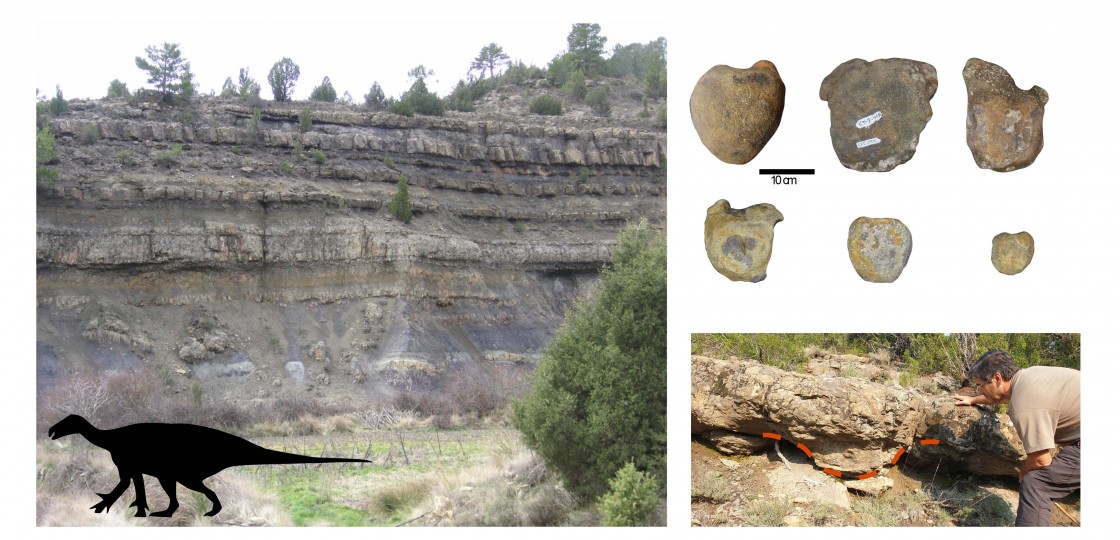 Una investigación confirma que los grandes dinosaurios ornitópodos reinaban en los lagos costeros de hace 130-125 millones de años en la provincia de Teruel