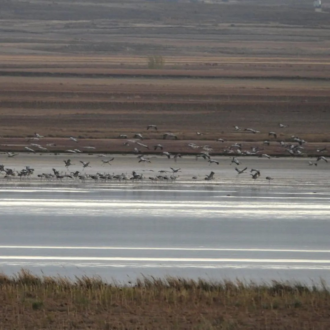 El Centro de Interpretación de la Laguna de Gallocanta arranca la temporada de visitas guiadas