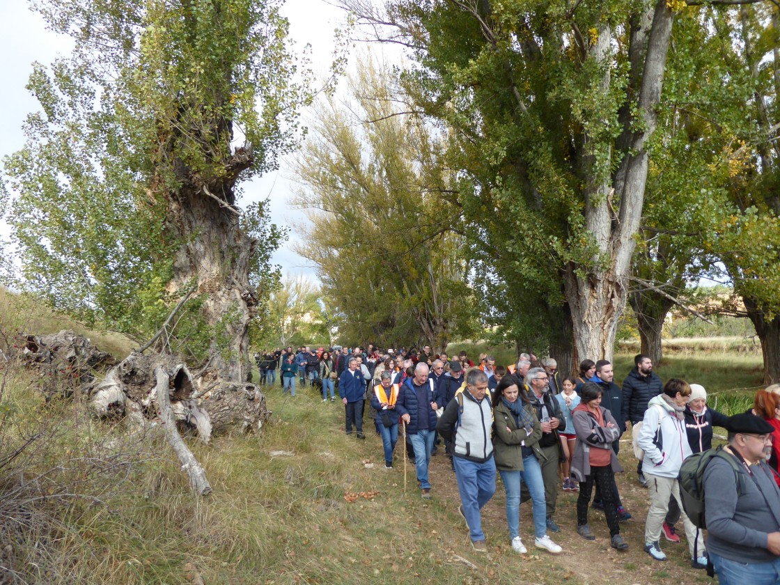 El chopo cabecero da identidad a unos paisajes turolenses que son únicos  y se resisten a desaparecer