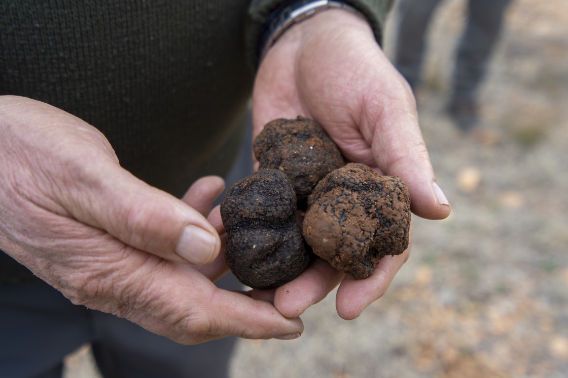 El pliego de la futura IGP Trufa de Teruel limita a la provincia tanto el cultivo como la conservación y el envasado