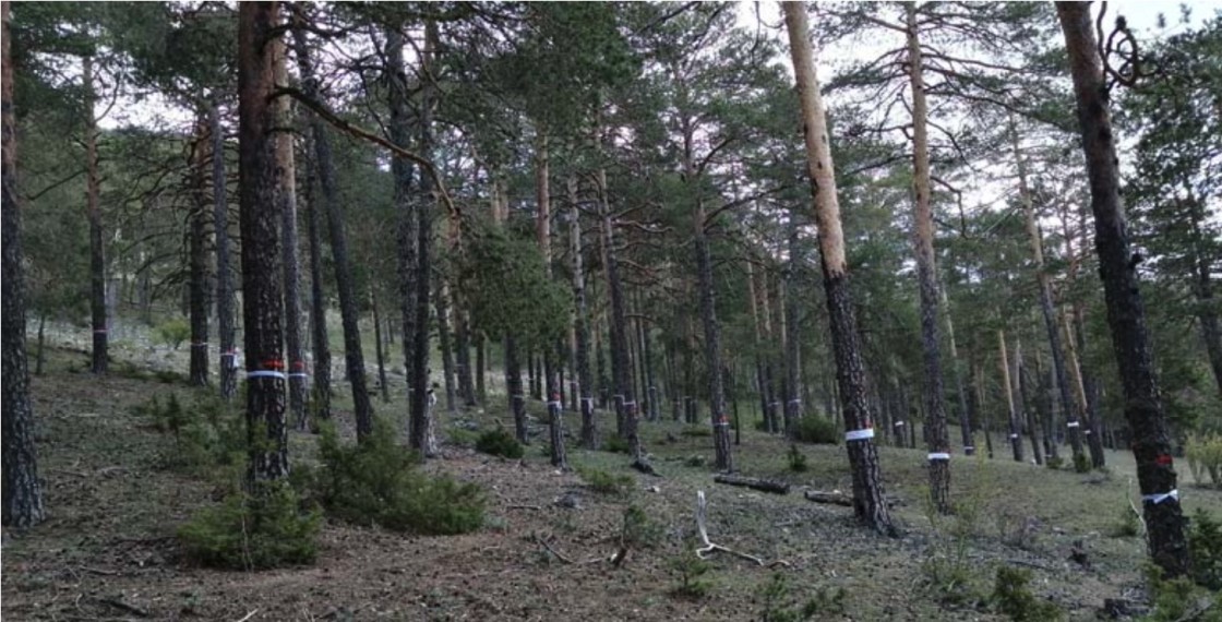 La asociación SOS Montes Universales pide aplazar la tala y estudio del bosque de la Dehesilla de las Monjas