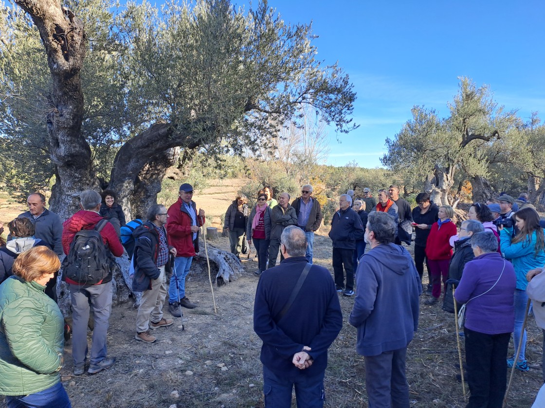 El Bajo Aragón celebra el Día del Olivo a la sombra de su ejemplar más viejo: 1.044 años