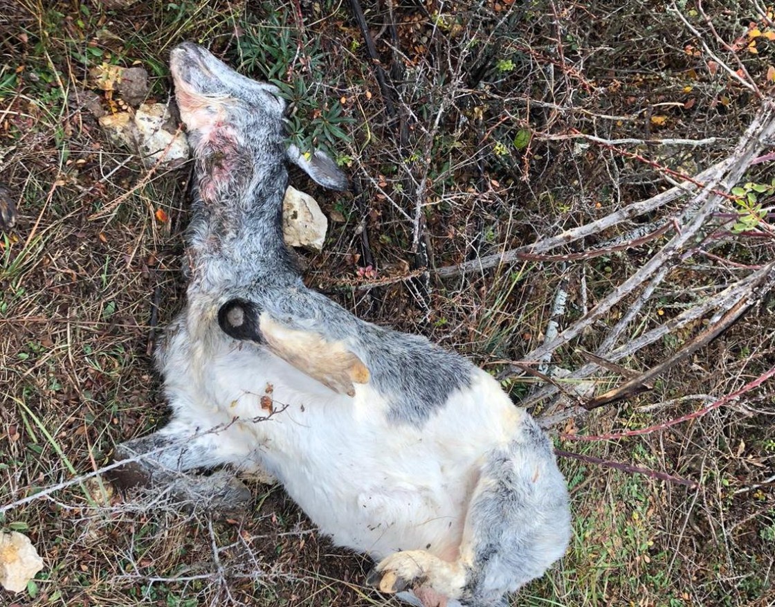 Medio Ambiente del Gobierno aragonés solicita al Miteco que excluya al lobo de las especies protegidas