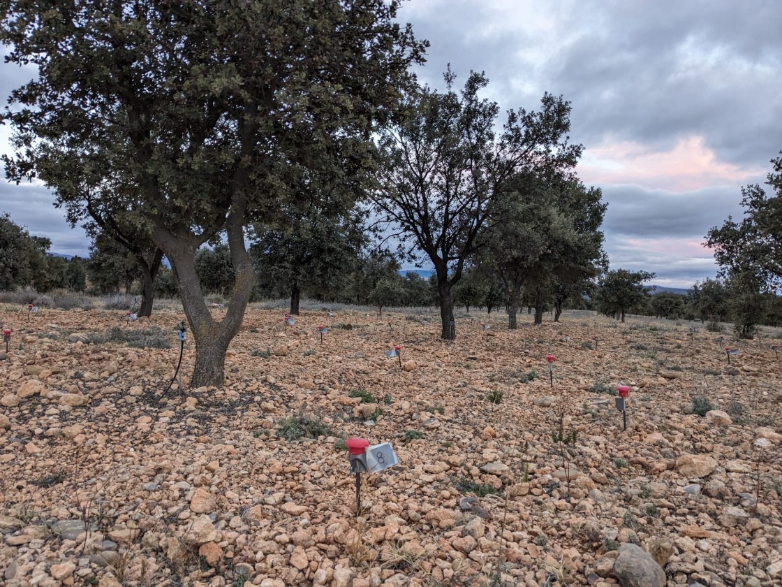 La investigación con nematodos en plantaciones de trufa continúa esta campaña por  la falta de resultados