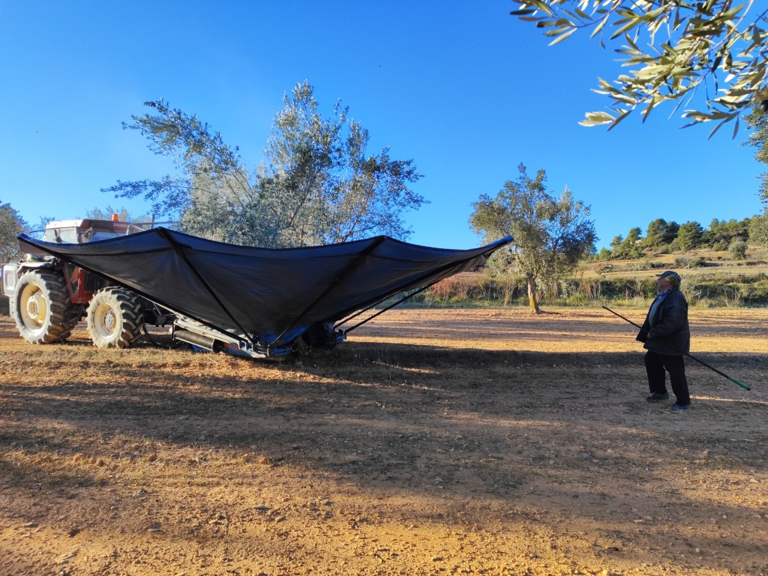 El Matarraña será la excepción y recogerá una cosecha histórica de oliva a precios desorbitados