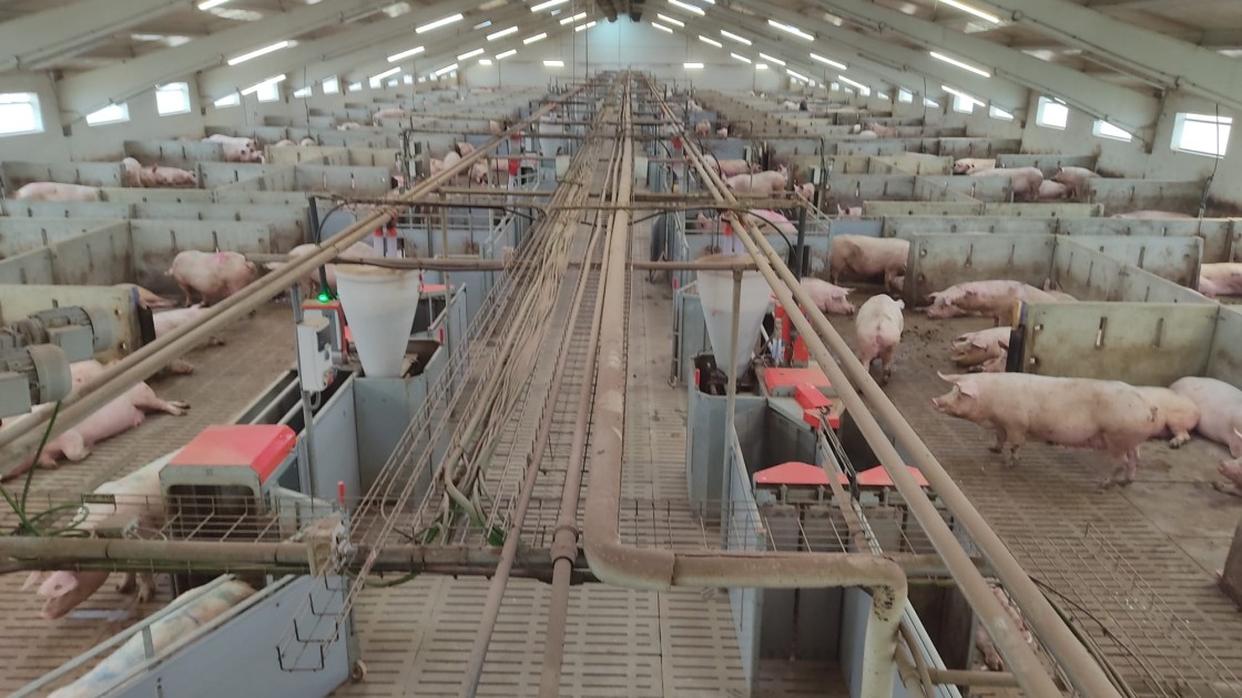 La provincia de Teruel alberga 818 granjas de porcino, el 18% de las aragonesas