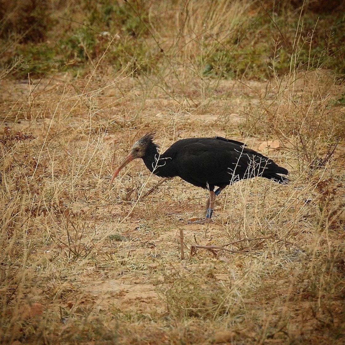 Un cazador desaprensivo abate en Alcorisa a una hembra de Ibis Eremita del Norte, en grave peligro de extinción