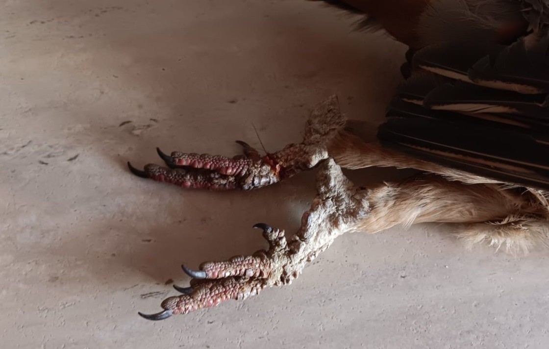 El Gobierno de Aragón, “vigilante” pero no “preocupado” por la sarna de patas en perdices