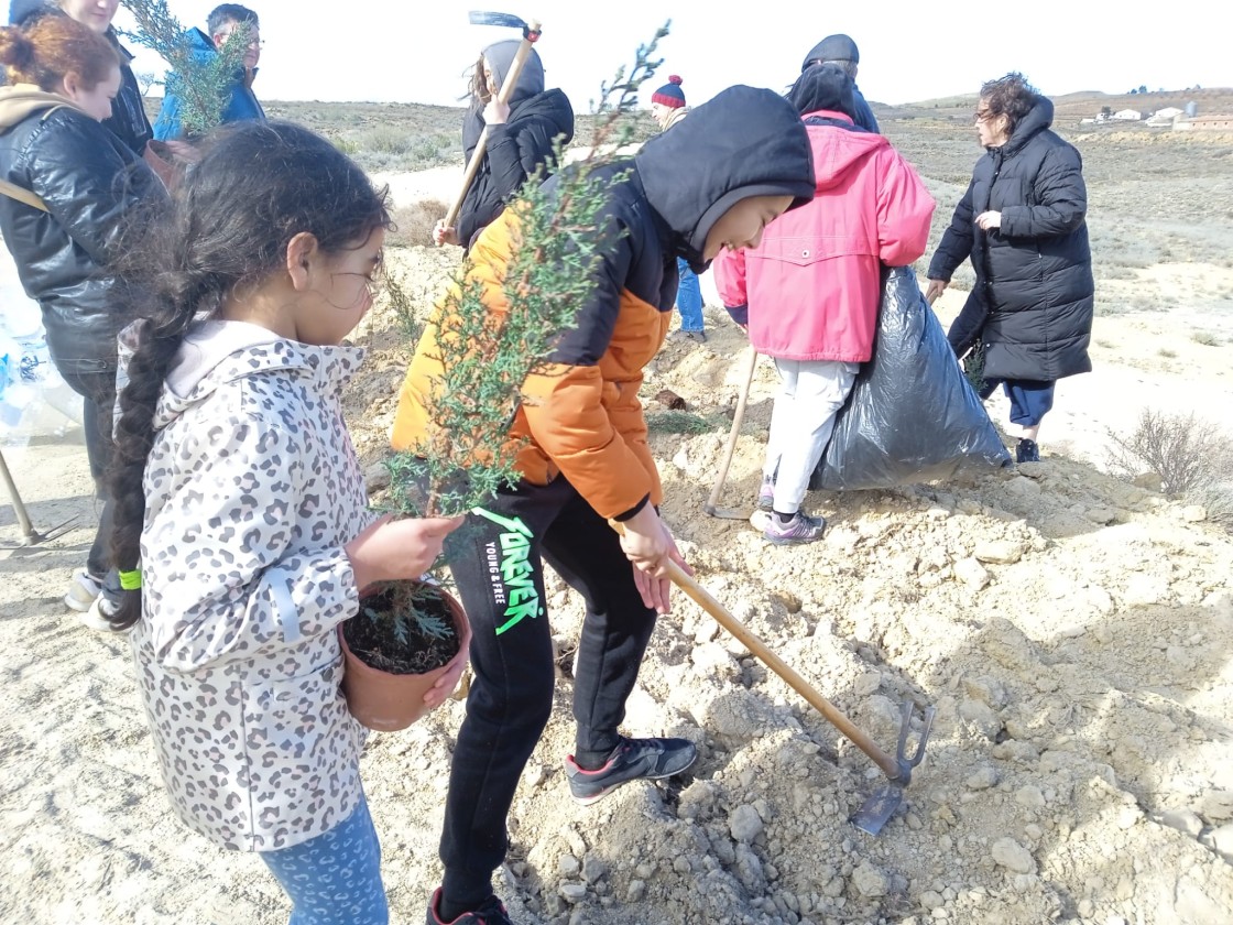 Sabinas, carrascas, pinos y cipreses  ya lucen en el camino del Molino en Alacón