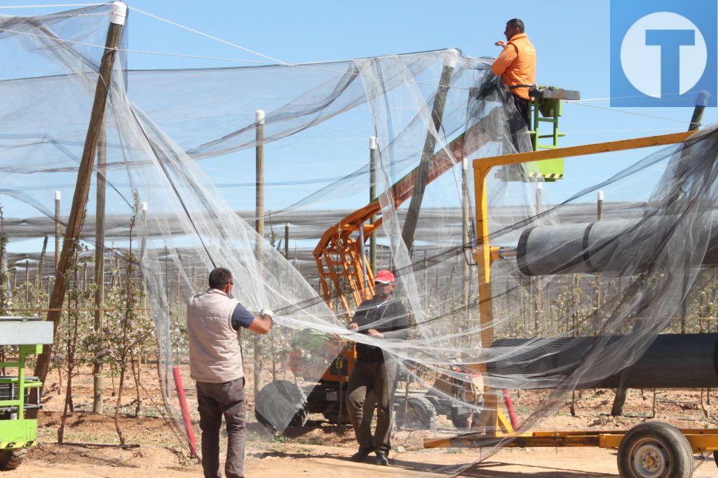 La empresa Espax duplicará la plantación de manzanos en Villarquemado hasta las 200 hectáreas