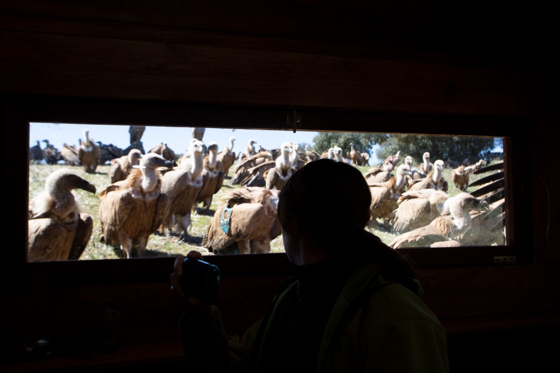 Los 'hides' de la laguna de Gallocanta suman hasta 140 reservas durante la campaña 2022-2023