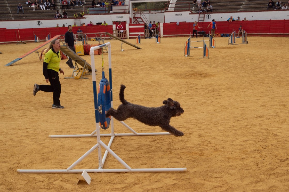 Utrillas se ha convertido este fin de semana en la capital española del Agility