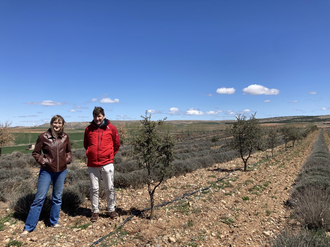 La Oficina Contra el Cambio Climático certifica la absorción de carbono de dos bosques de Térvalis