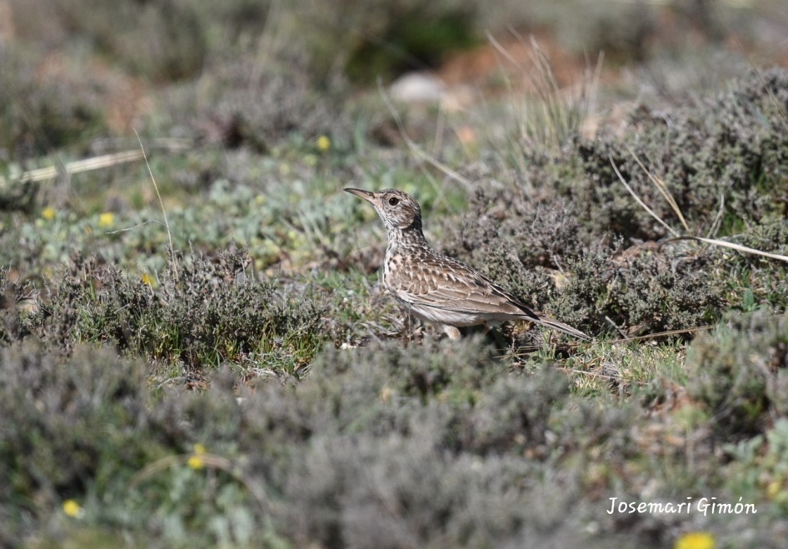 Las aves esteparias en su medio natural, protagonista del evento Siente la Paramera