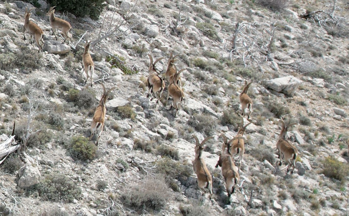 La sarna diezma la población de cabras hispánicas en las sierras del Matarraña y del Maestrazgo