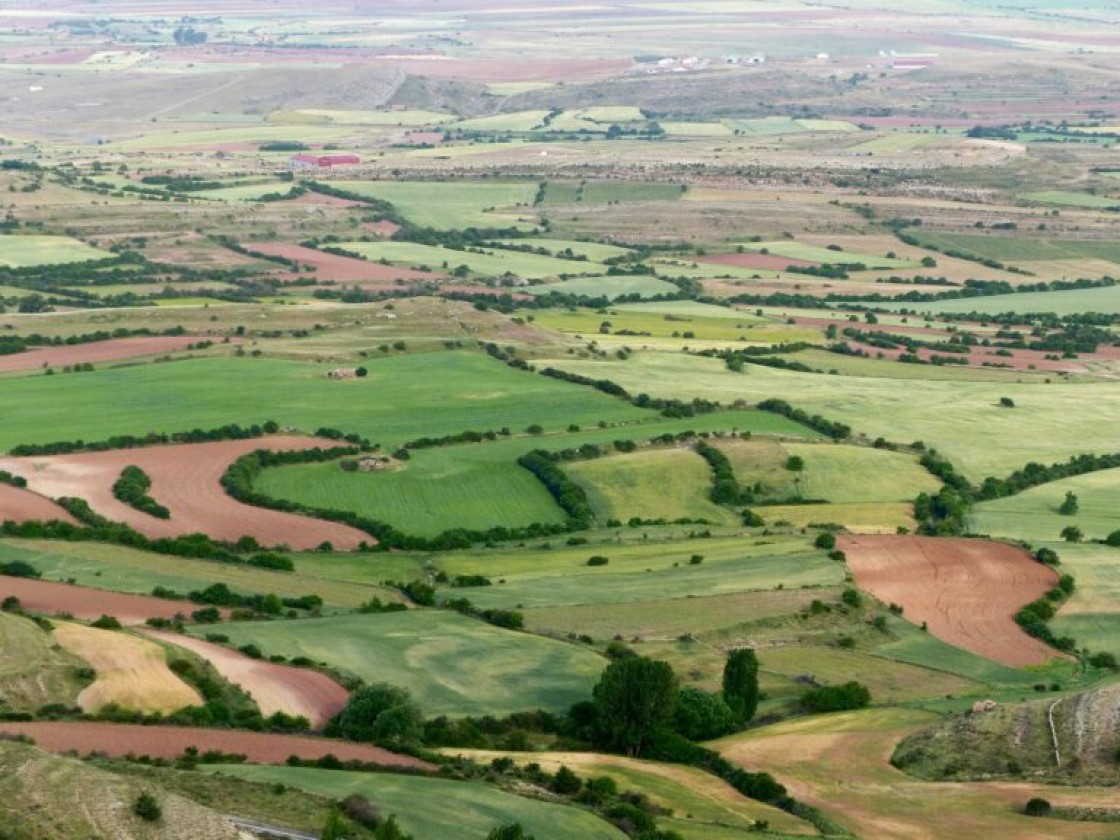 El Alto Alfambra reivindica la importancia de los setos en los ribazos como bosques lineales