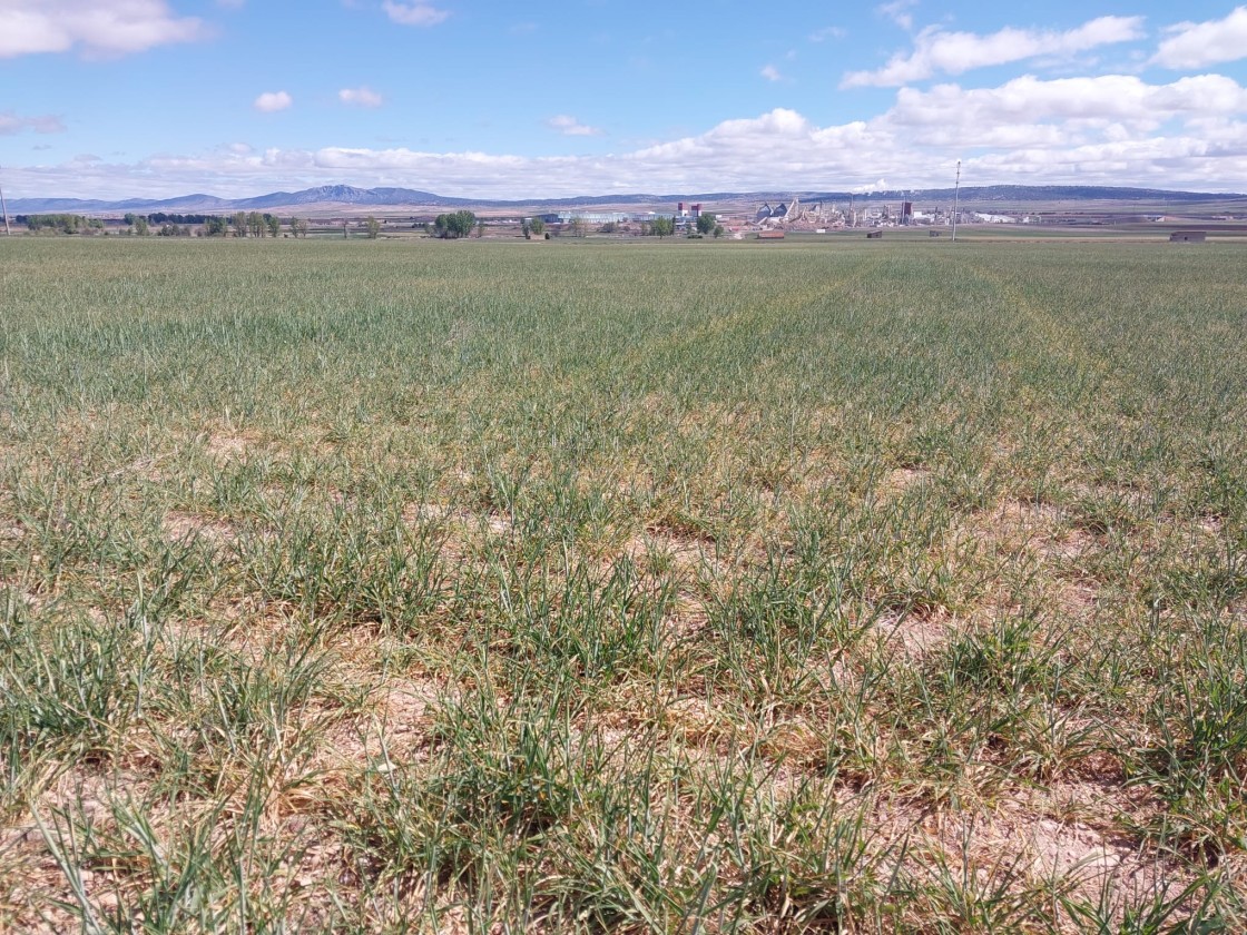 UAGA alerta de que los agricultores perderán otra vez los ingresos por trigos y cebadas