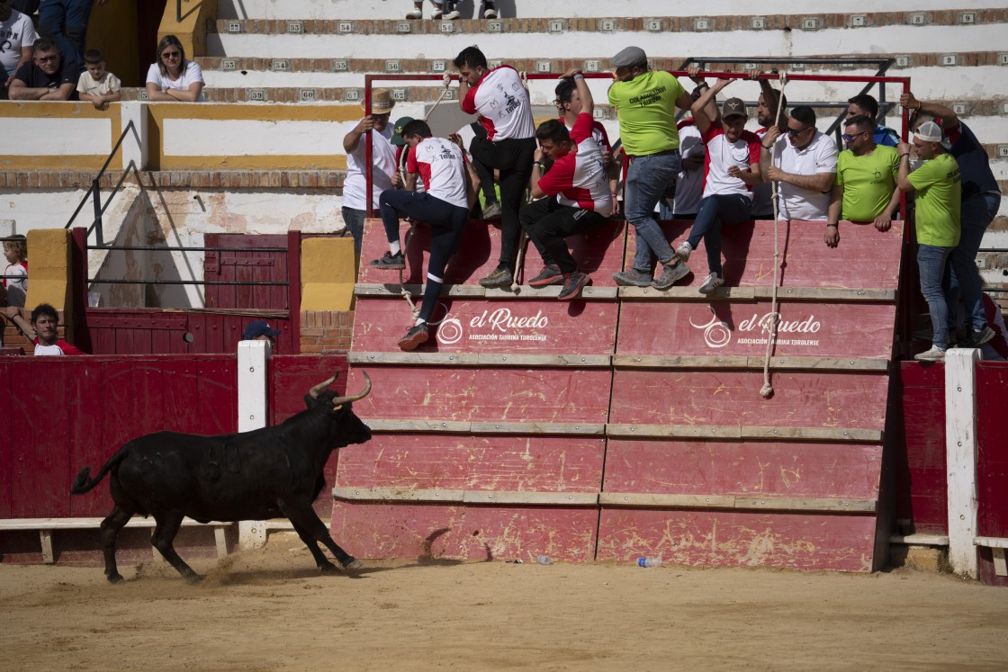 Seis ganaderías se enfrentan en Teruel  a un desafío de la mano de El Ruedo