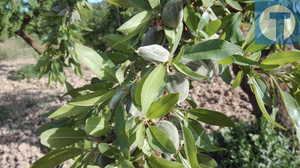 La cosecha de almendra y melocotón queda arrasada en las riberas del Matarraña