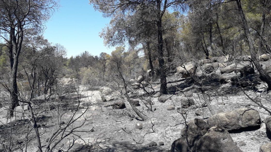 Controlado el incendio forestal declarado este martes por la tarde en Arens de Lledó en el límite con Tarragona