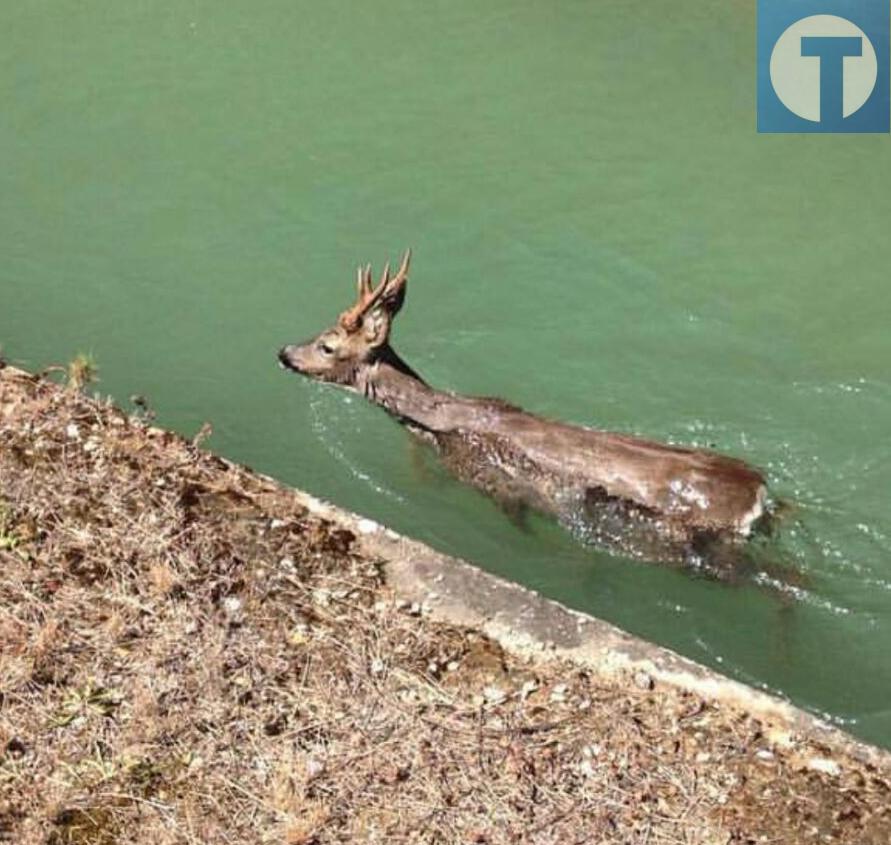 Al menos 40 corzos mueren cada primavera en los canales de riego de Alcañiz