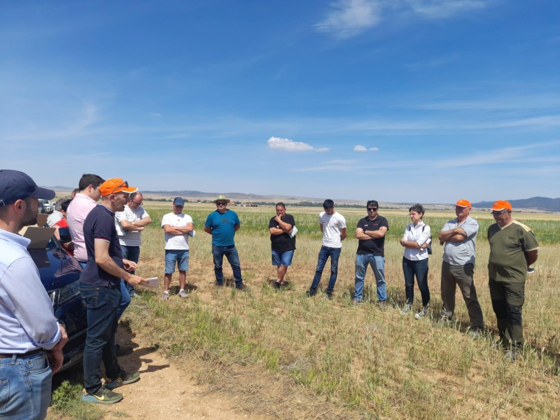 Torrijo del Campo experimenta si tiene sentido mezclar cereales y leguminosas