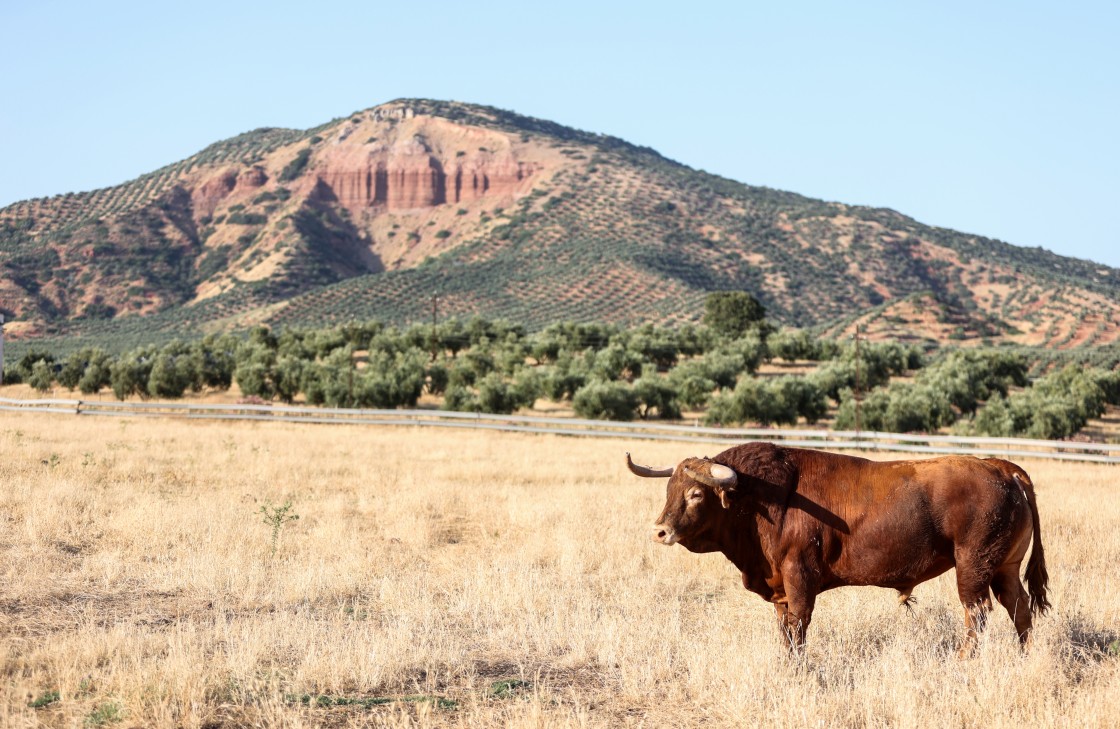 Los Ronceles, la ganadería de sangre Domecq que pasta en las tierras de Vilches