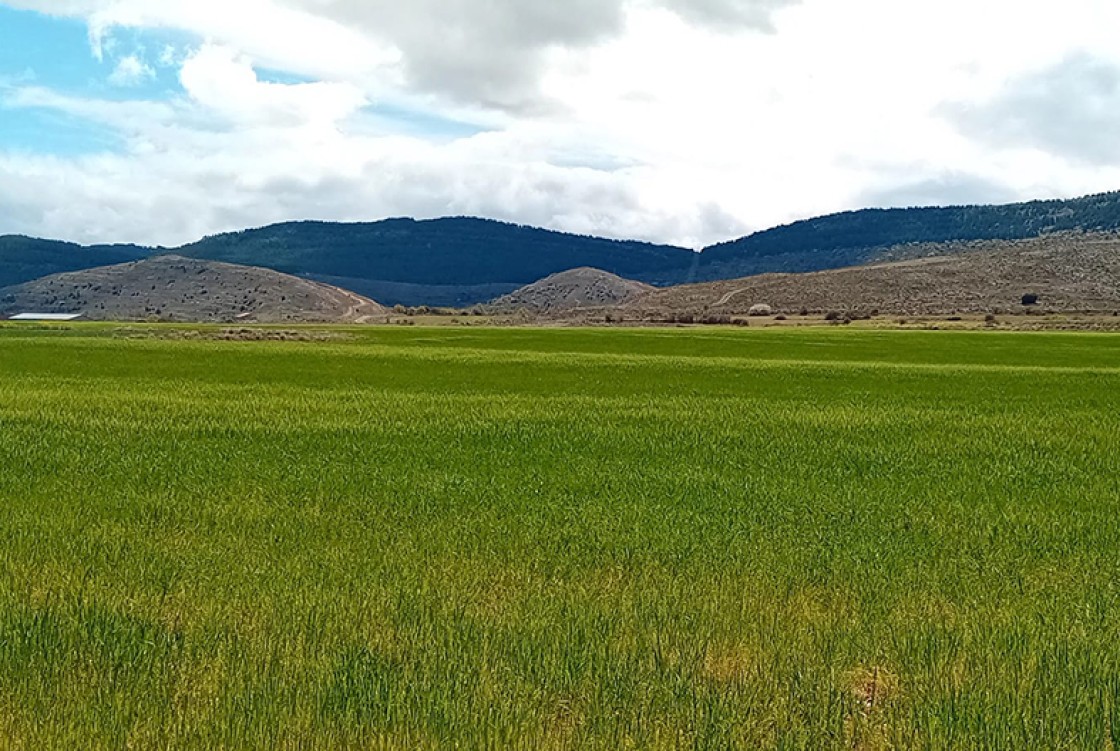 Abierto el plazo para suscribir los seguros bonificados de herbáceos, olivar y frutos secos
